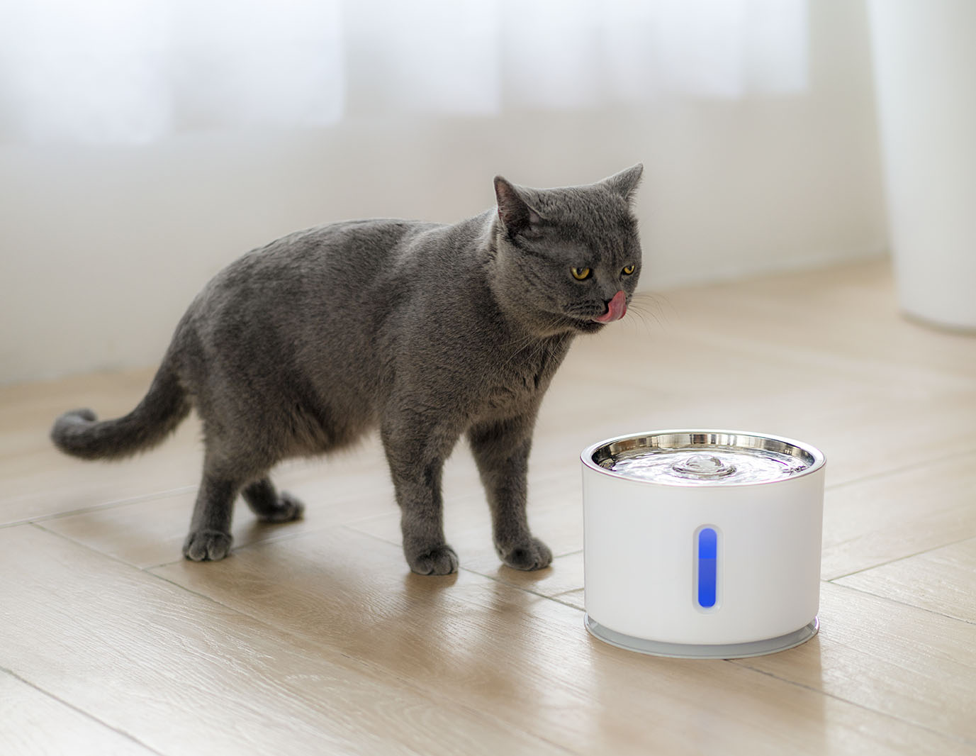 吓猫神器_吓人的猫的图片_人猫交流器吓人画面