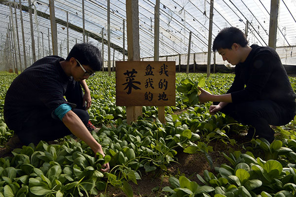 farmer农场手机游戏_farm农场单机游戏_农场手机游戏没有进度