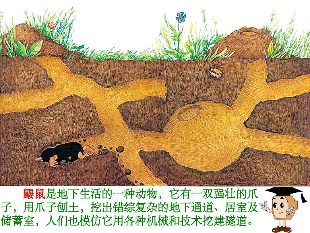 探秘神秘鼹鼠：地底英雄的社交奇迹与生存挑战