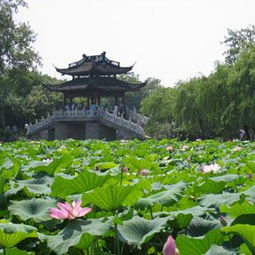 曲苑风荷