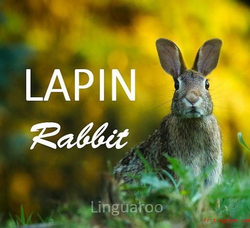 lapin